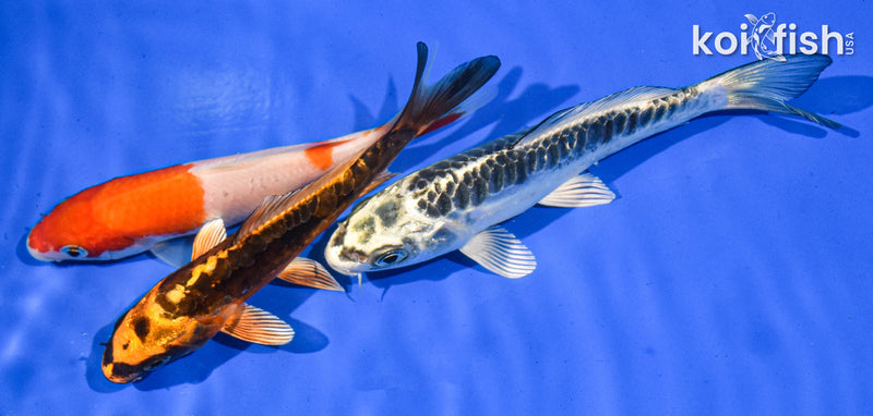 Pack of (3) 5-6" Standard Koi