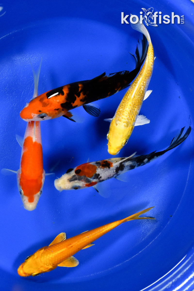 EXACT FISH - LOT OF (5) ASSORTED 5-6" STANDARD KOI