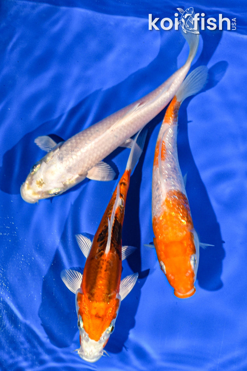 PACK OF (3) 6" STANDARD KOI