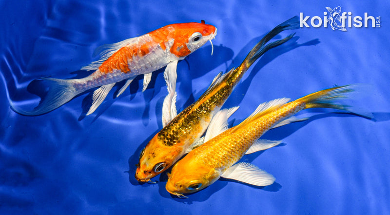 PACK OF (3) 5" BUTTERFLY KOI