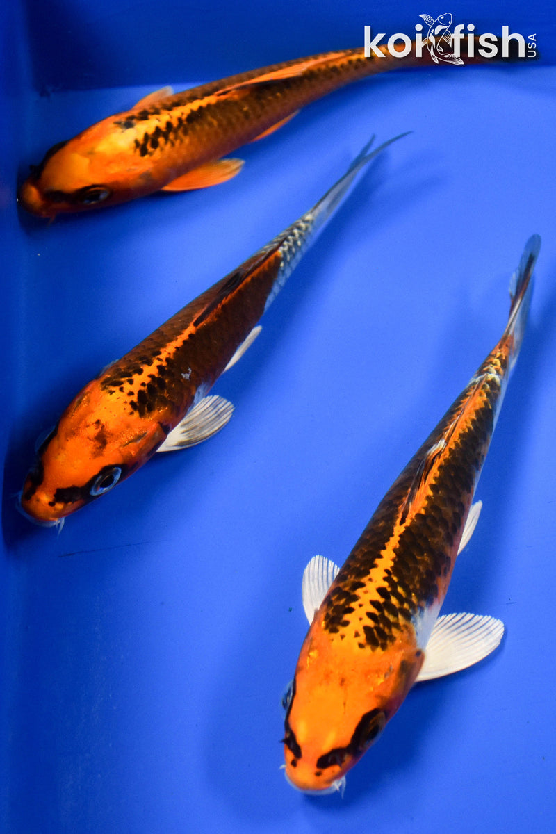 EXACT FISH - LOT OF (3) 6-7" STANDARD KOI