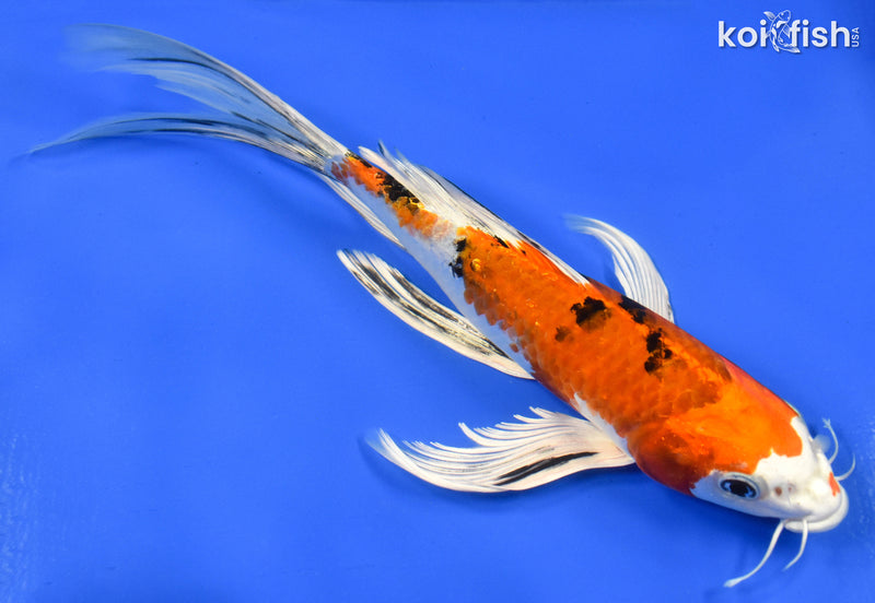 9" YAMATO NISHIKI BUTTERFLY