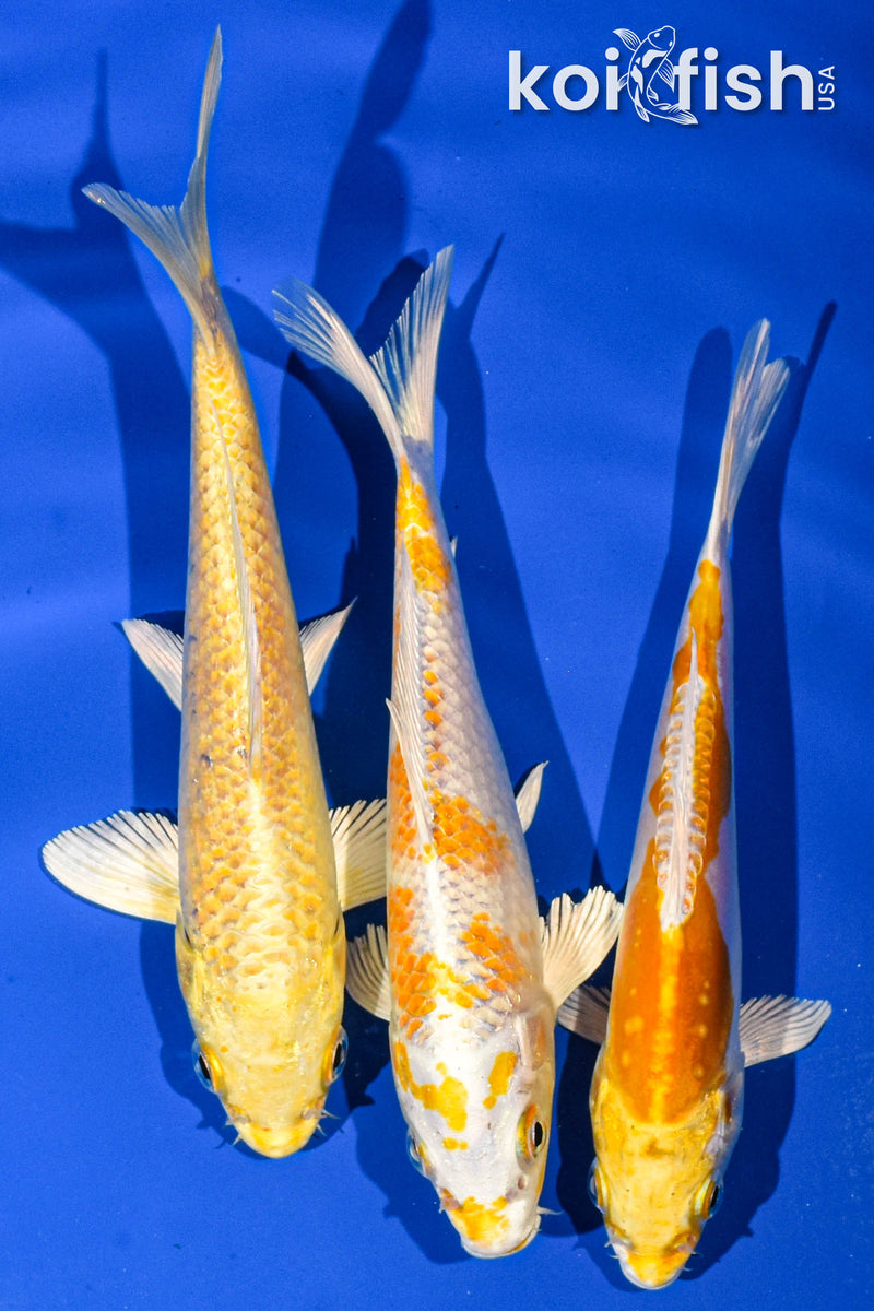 Pack of (3) 5-6" Standard Koi