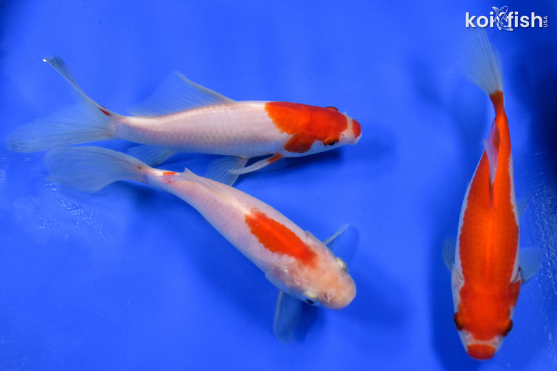 Exact Fish - Lot of (3) 4-6" Sarasa Comet Goldfish