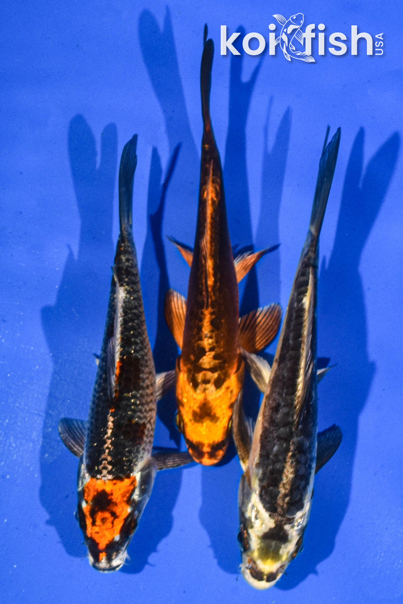 Pack of (3) 5-6" Standard Koi