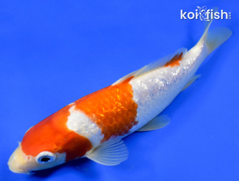 9" GINRIN KOHAKU