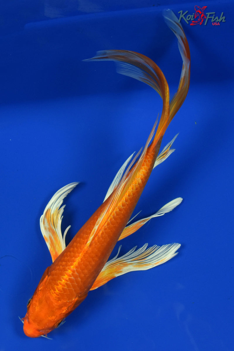 9" ORENJI OGON BUTTERFLY