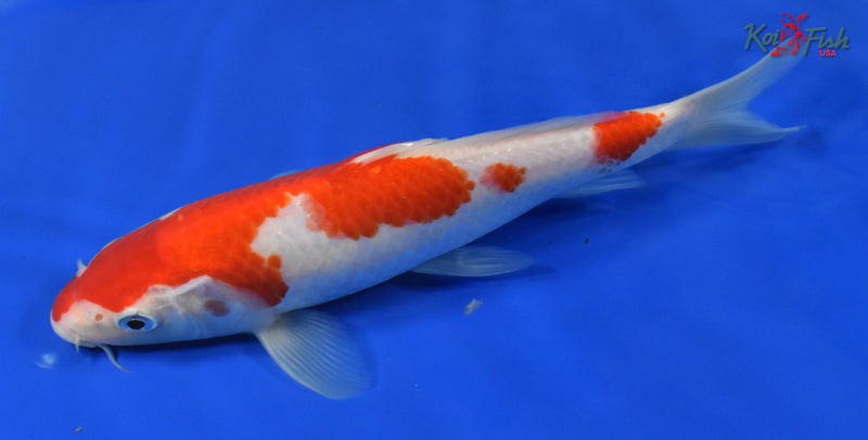 9" KOHAKU