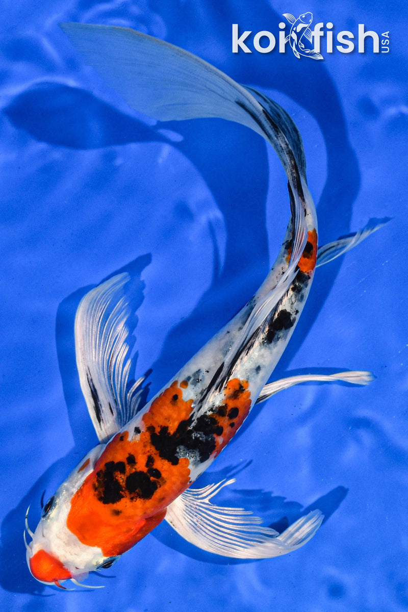 9" YAMATO NISHIKI BUTTERFLY