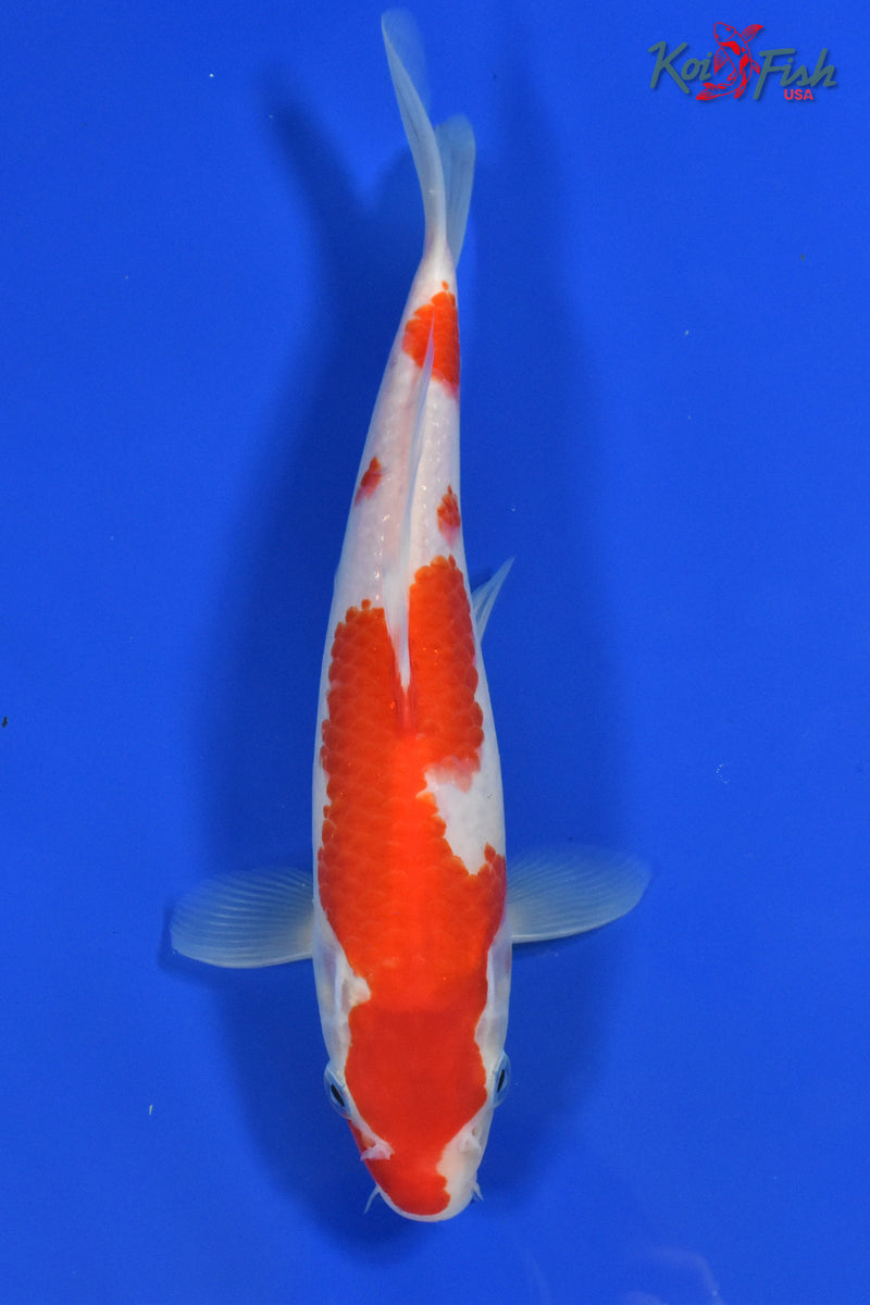 9" KOHAKU