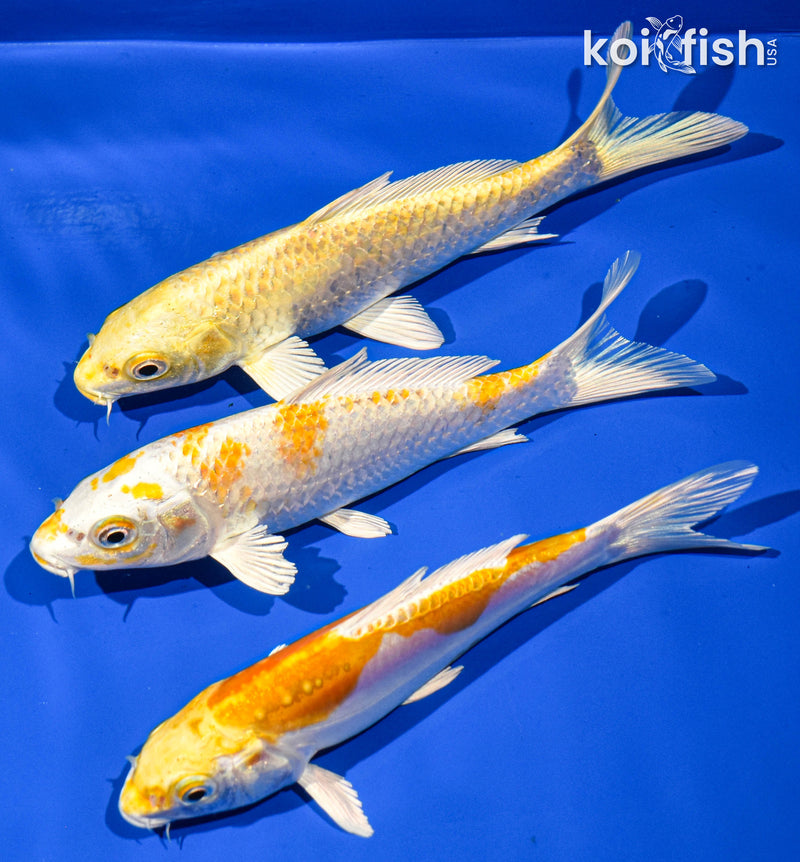 Pack of (3) 5-6" Standard Koi