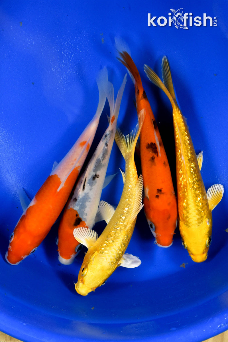 EXACT FISH - LOT OF (5) ASSORTED 5-6" STANDARD KOI