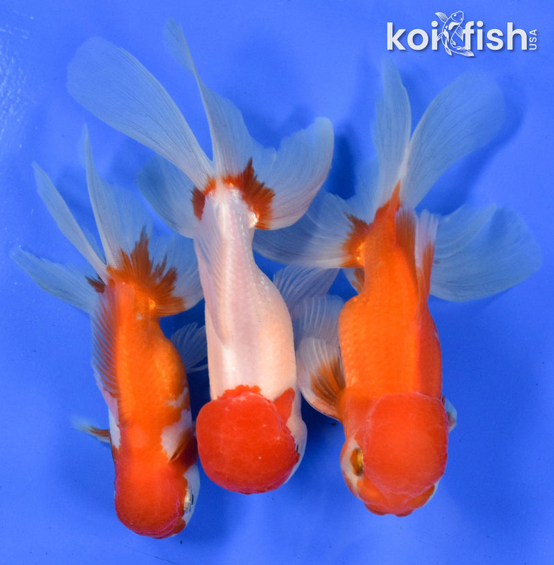 EXACT FISH - LOT OF (3) 5-6" FANTAIL GOLDFISH