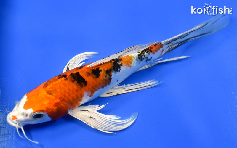 9" YAMATO NISHIKI BUTTERFLY