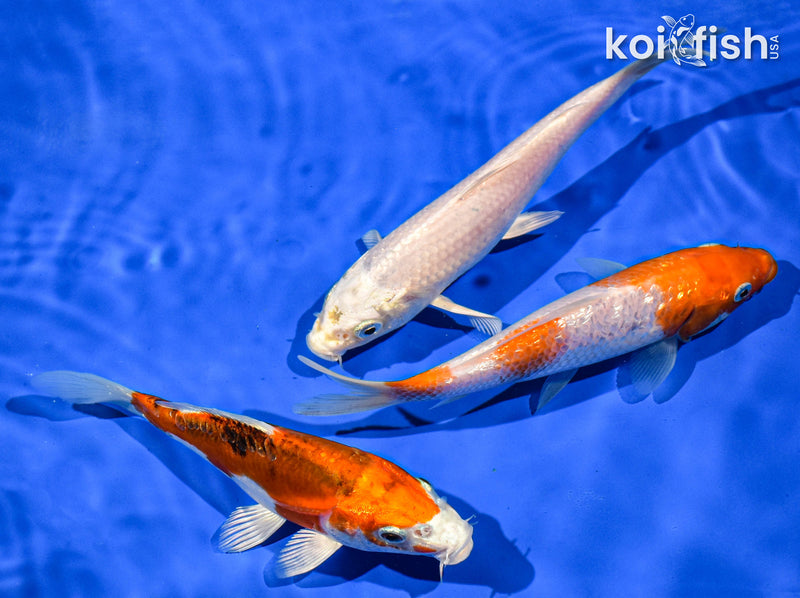 PACK OF (3) 6" STANDARD KOI