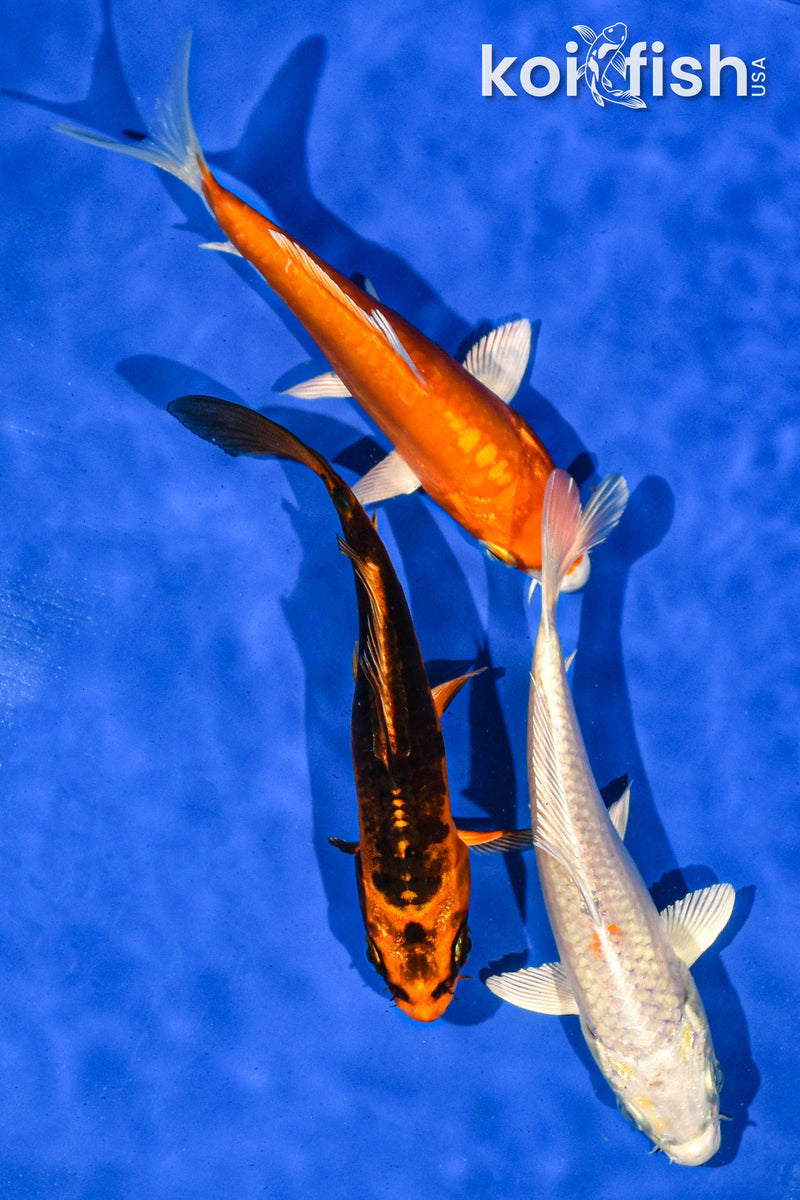 PACK OF (3) 5-6" STANDARD KOI