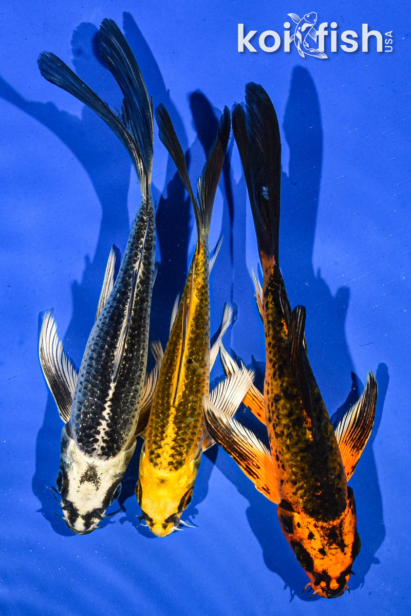 (3) 5-6" BUTTERFLY KOI