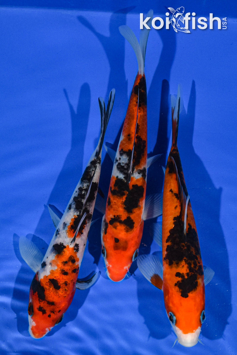 (3) 6" STANDARD KOI