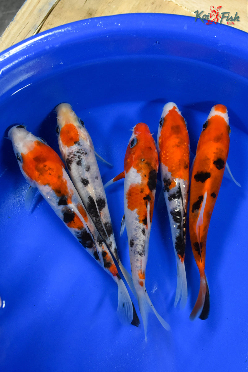 LOT OF (5) 5-6" ASSORTED SANKE KOI