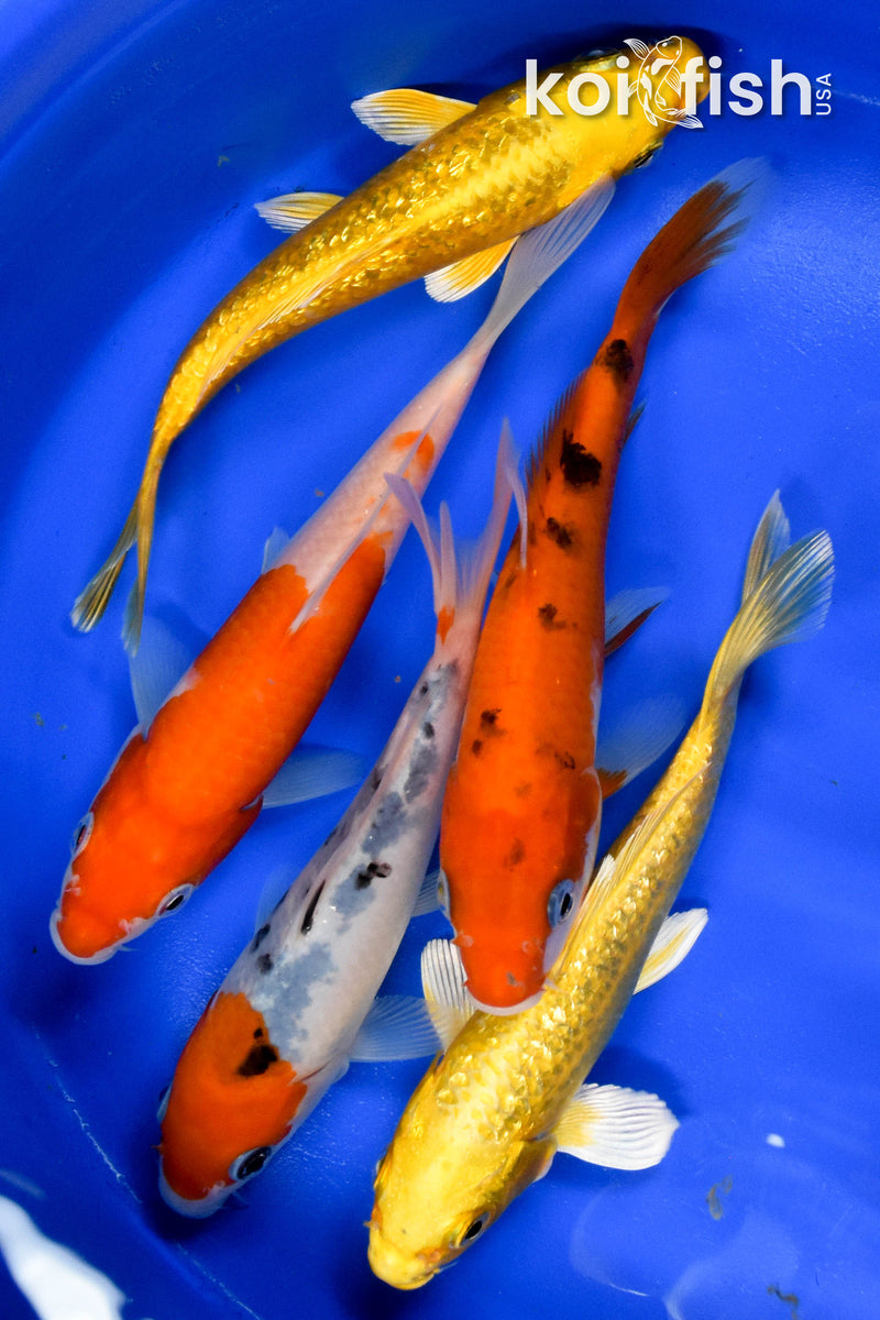 EXACT FISH - LOT OF (5) ASSORTED 5-6" STANDARD KOI