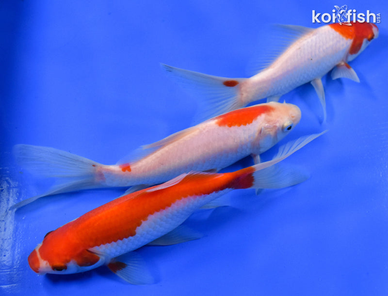 Exact Fish - Lot of (3) 4-6" Sarasa Comet Goldfish