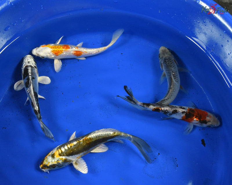 KOI PACK