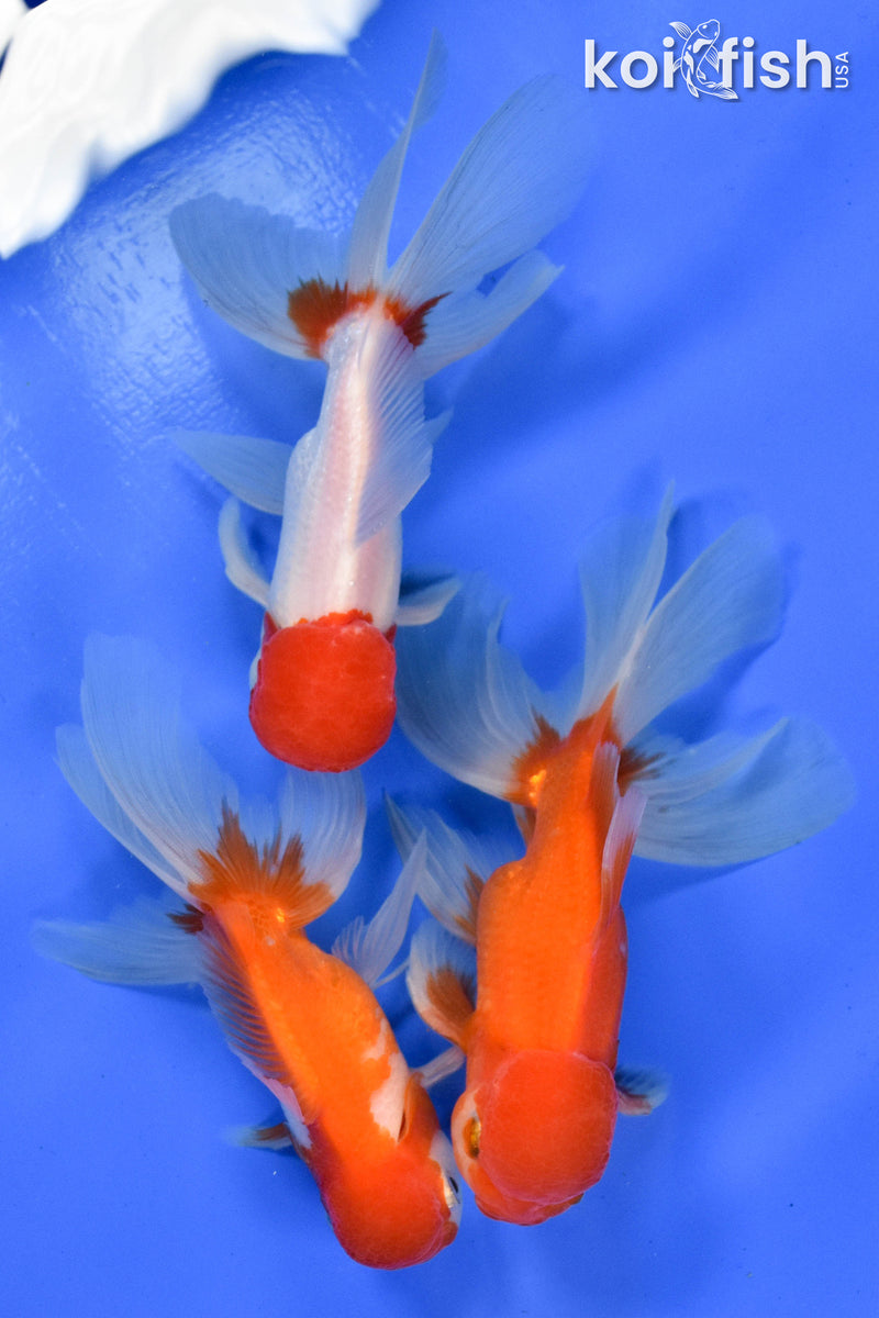 EXACT FISH - LOT OF (3) 5-6" FANTAIL GOLDFISH