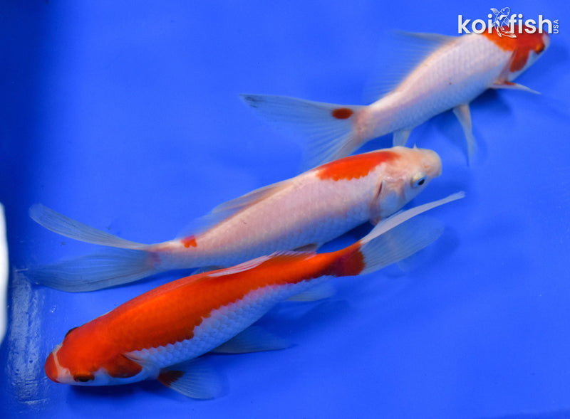 Exact Fish - Lot of (3) 4-6" Sarasa Comet Goldfish