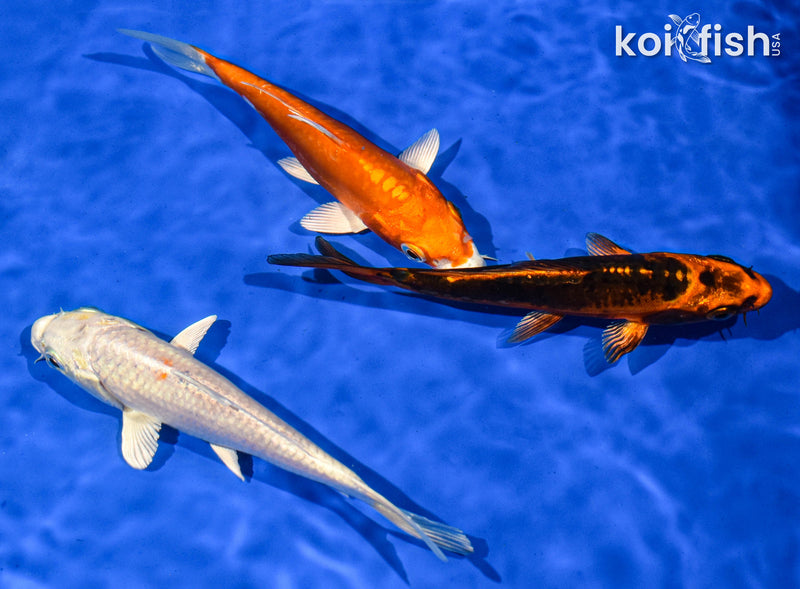 PACK OF (3) 5-6" STANDARD KOI