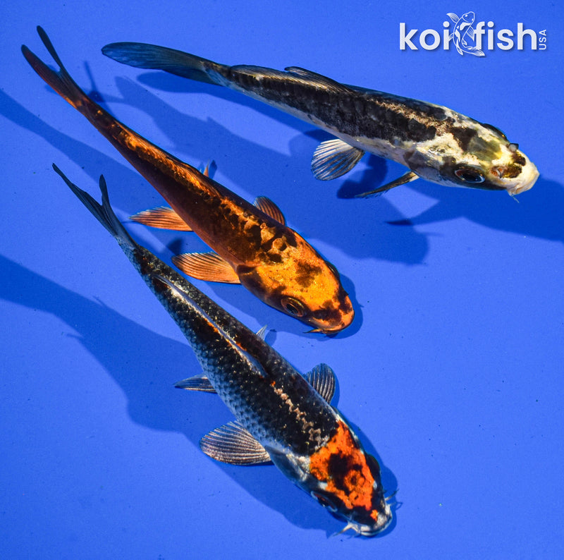 Pack of (3) 5-6" Standard Koi