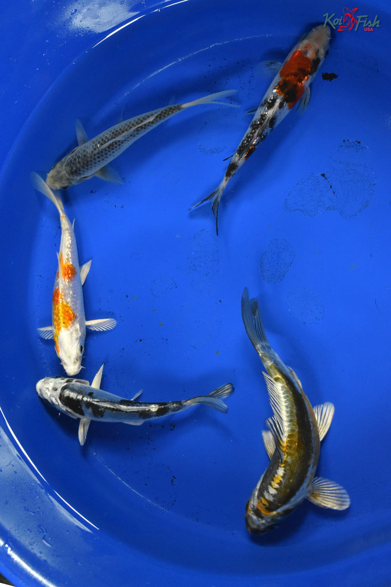 KOI PACK