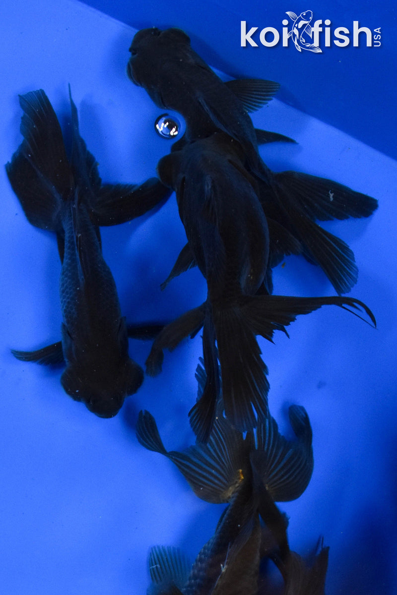 (FIVE) 4-5" Black Moor Goldfish