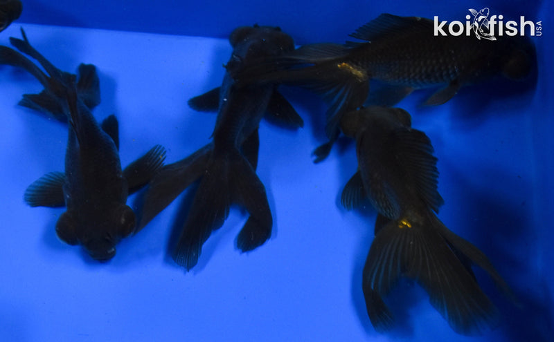 (FIVE) 4-5" Black Moor Goldfish