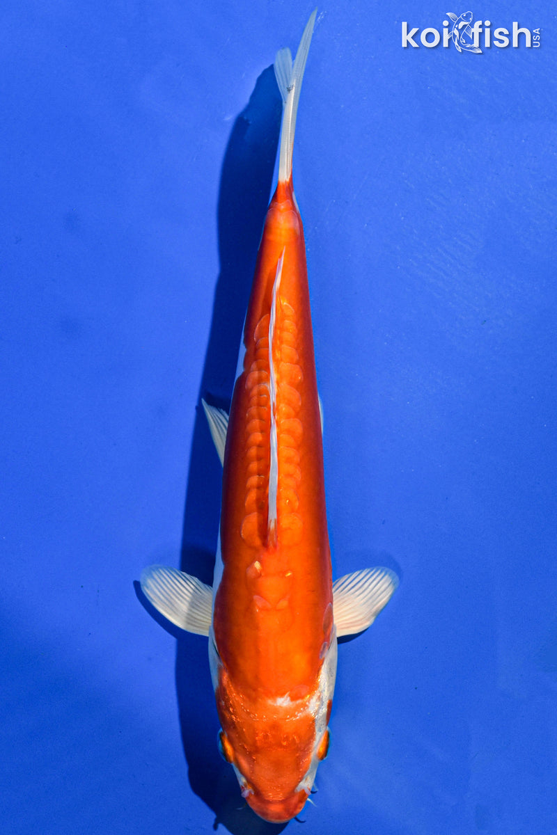 9" KIKUSUI