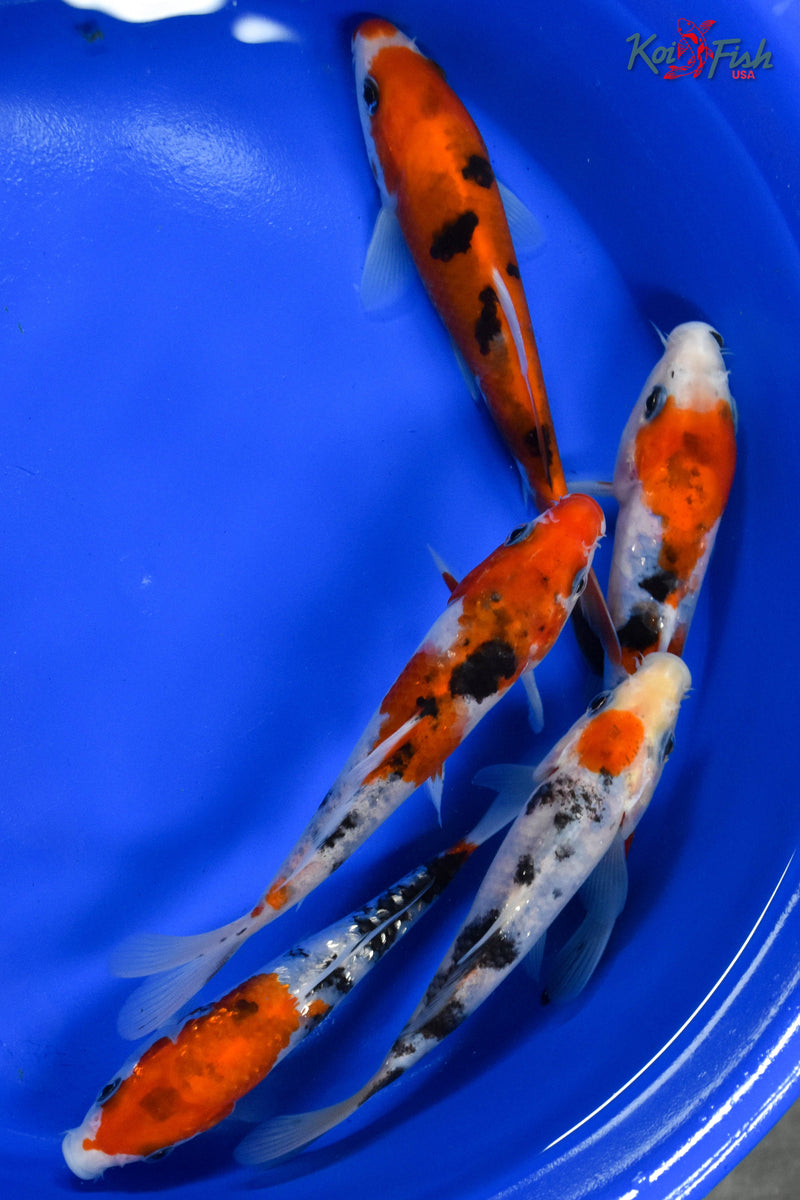 LOT OF (5) 5-6" ASSORTED SANKE KOI