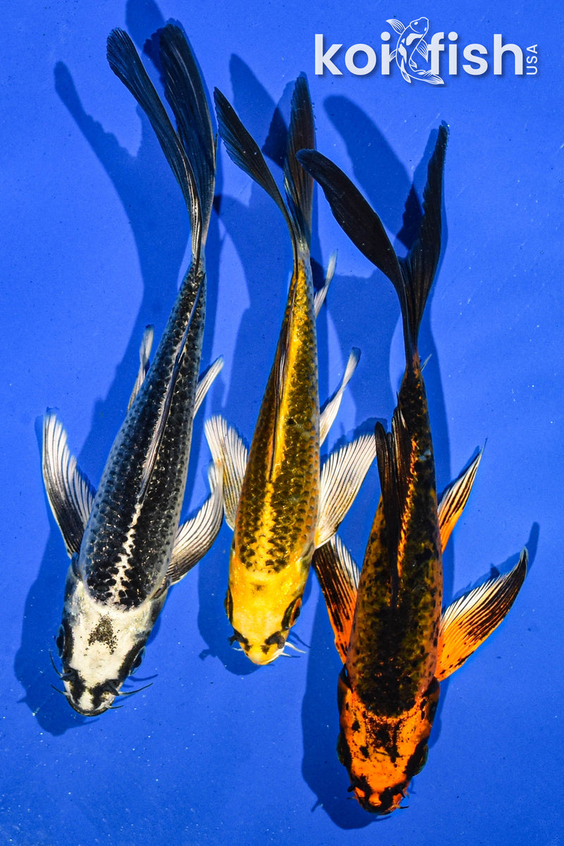 (3) 5-6" BUTTERFLY KOI