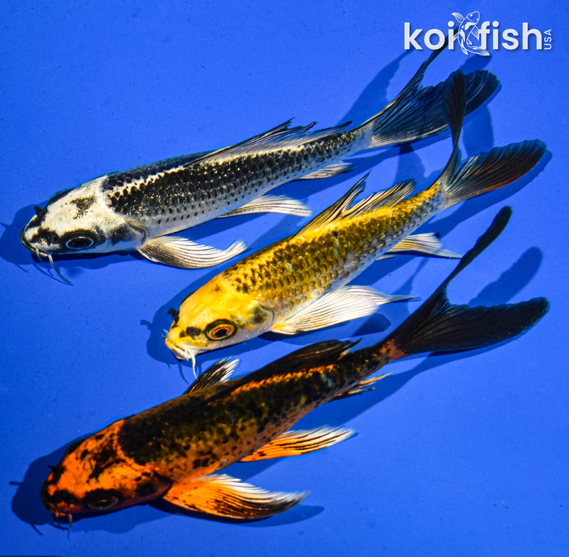 (3) 5-6" BUTTERFLY KOI