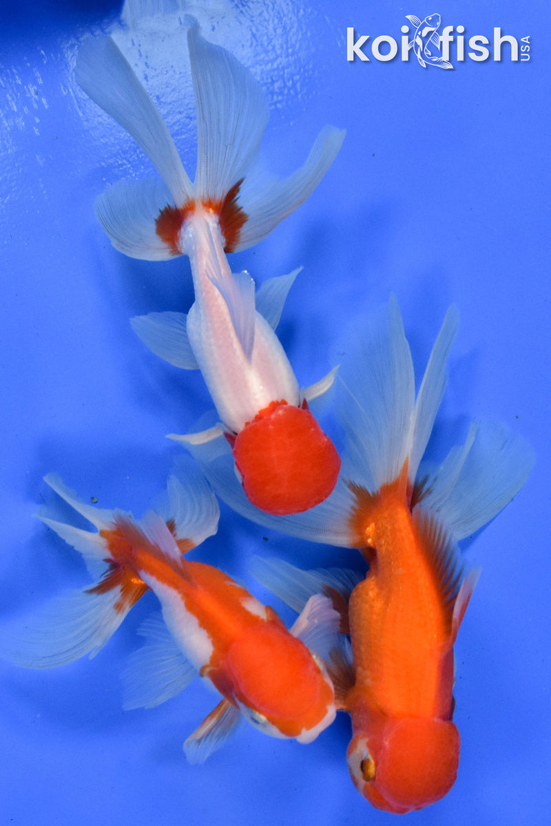 EXACT FISH - LOT OF (3) 5-6" FANTAIL GOLDFISH