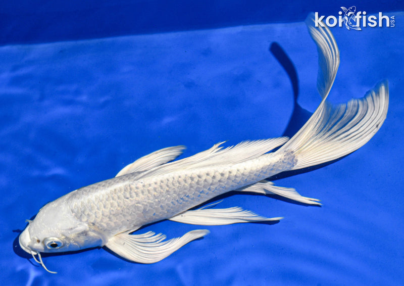 9.5" PLATINUM OGON BUTTERFLY