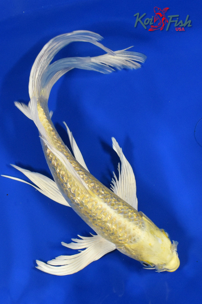 9.5" GINRIN YAMABUKI OGON BUTTERFLY