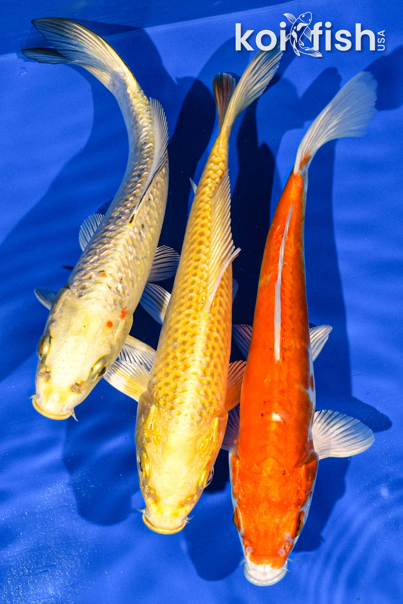 Pack of (3) 6-7" Standard Koi