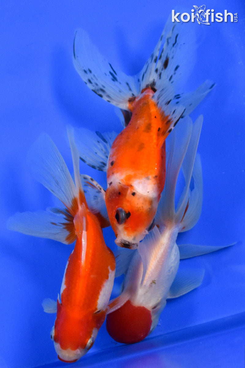 Exact Fish - Lot of (3) 4-6" Fantail Goldfish