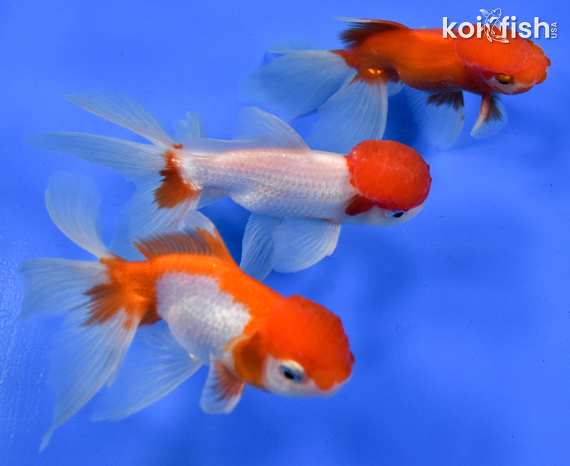 EXACT FISH - LOT OF (3) 5-6" FANTAIL GOLDFISH