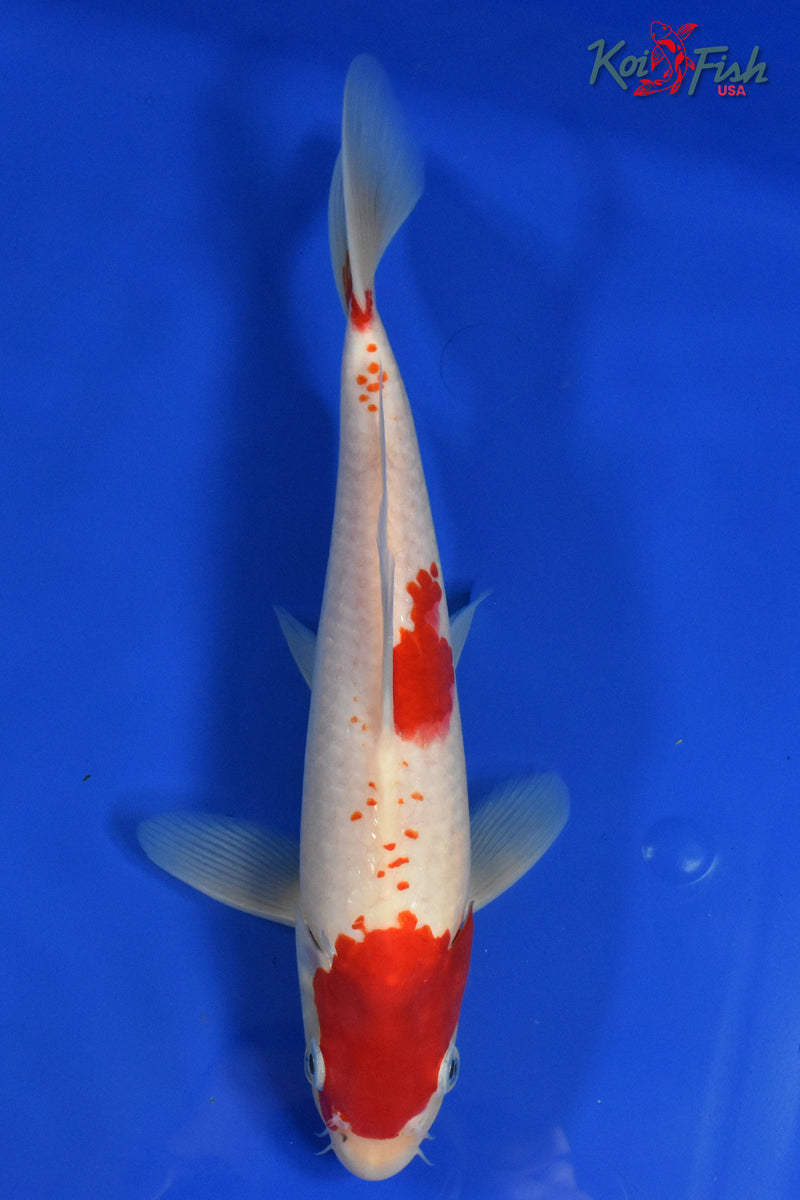 11" KOHAKU