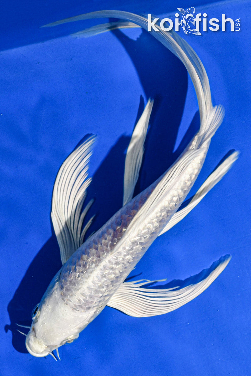 9.5" GINRIN PLATINUM OGON BUTTERFLY