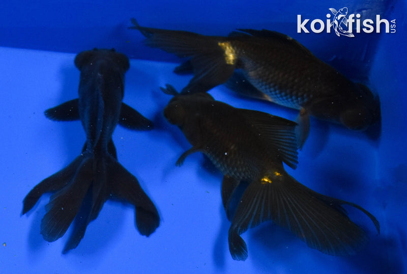 (FIVE) 4-5" Black Moor Goldfish