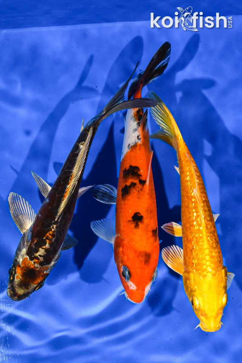 PACK OF (3) 5-6" STANDARD KOI