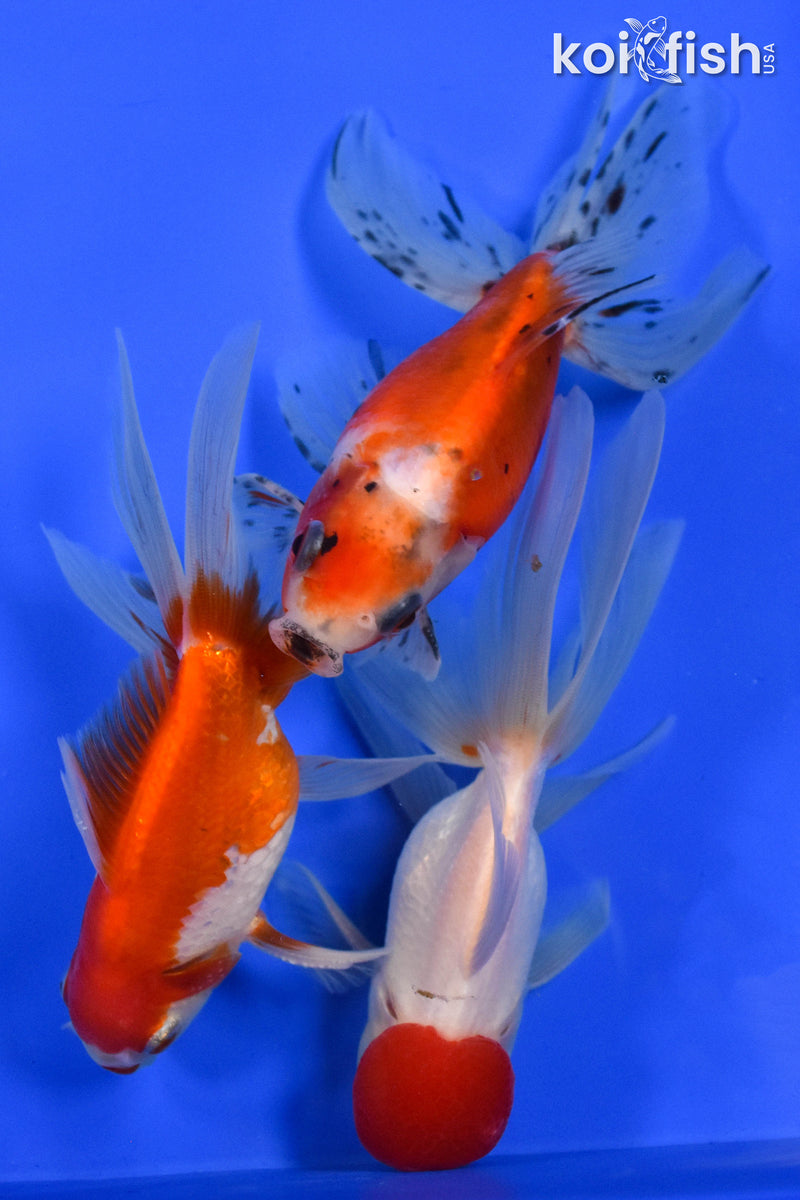 Exact Fish - Lot of (3) 4-6" Fantail Goldfish