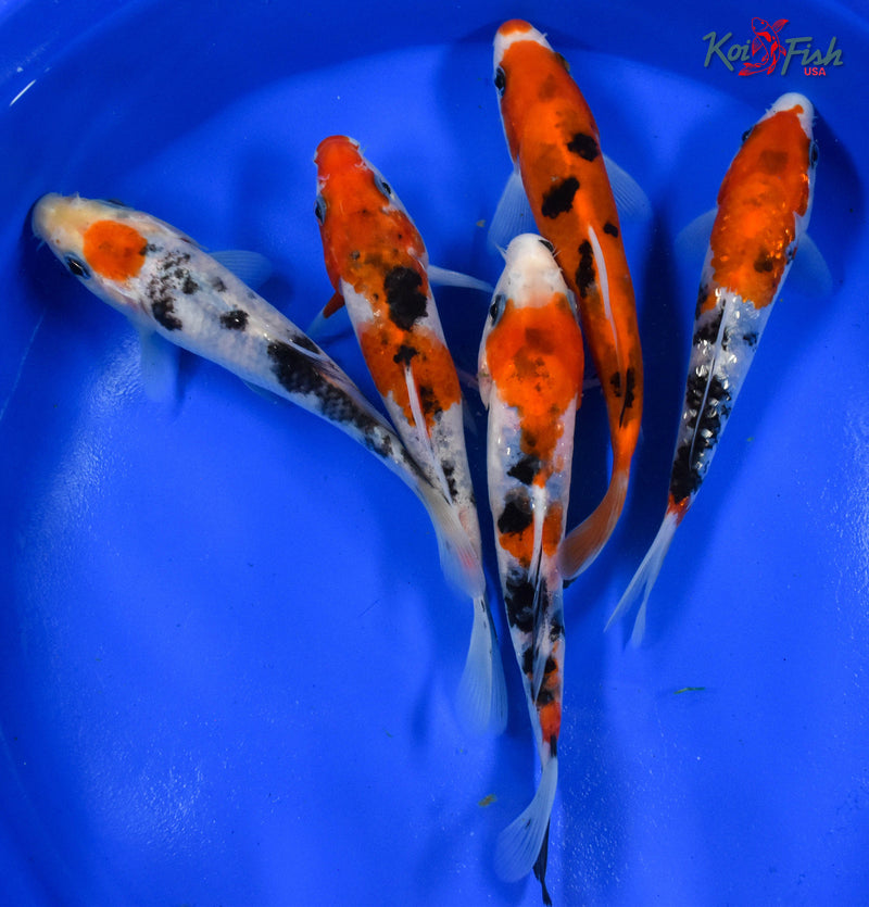 LOT OF (5) 5-6" ASSORTED SANKE KOI