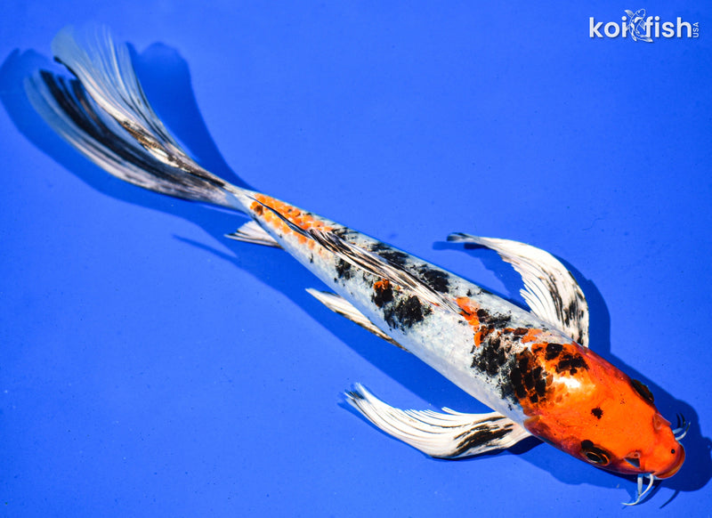 9.5" YAMATO NISHIKI BUTTERFLY